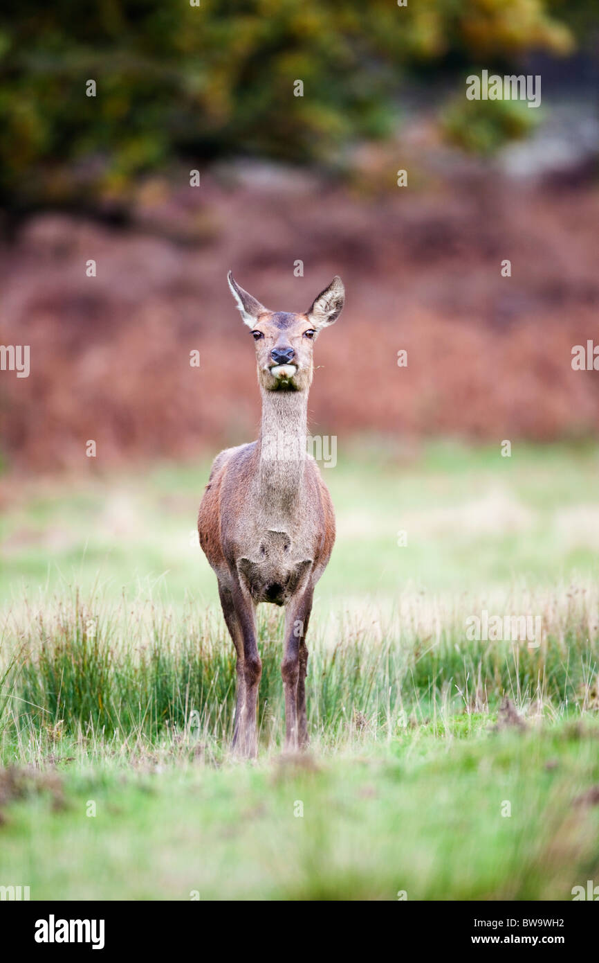 Red deer cervus elaphus female hires stock photography and images Alamy Red deer cervus elaphus female hires stock photography and images Alamy