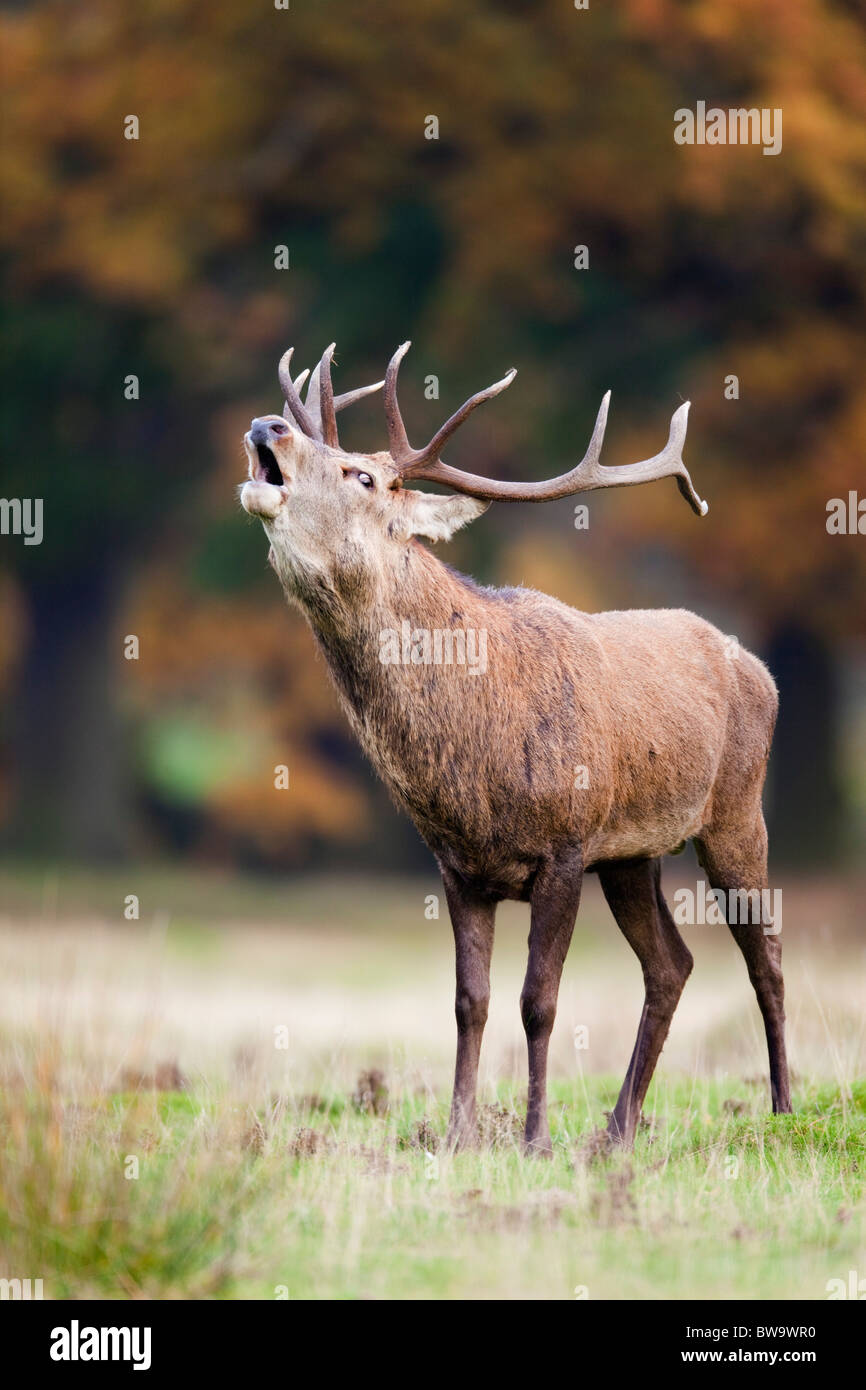 Red Deer; Cervus elaphus; stag bellowing; Stock Photo