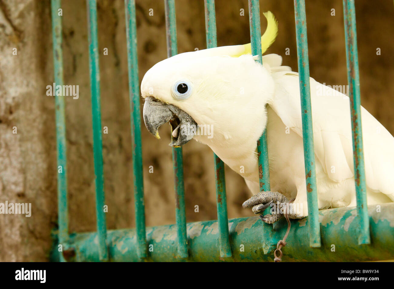 Snapshot of Exotic Parrot Clarity Bird Cage Observation