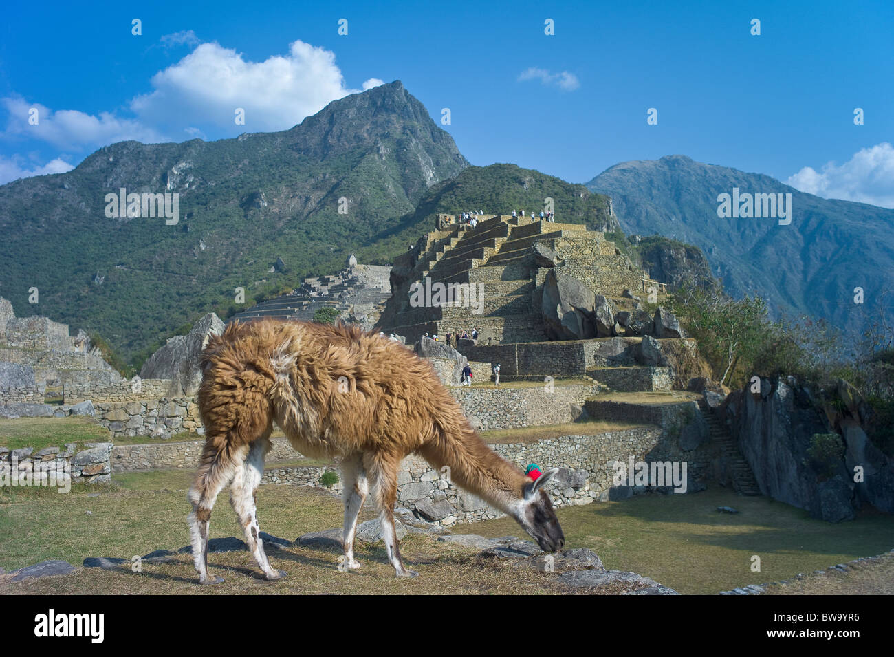 Llama grazing at Machu Picchu, Peru Stock Photo