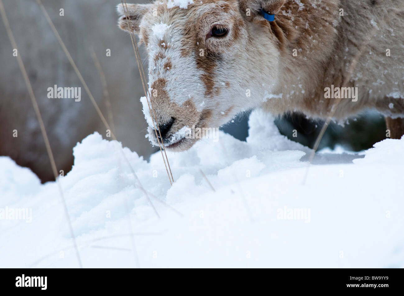 A Sheep forages for food through the snow on a welsh hillside during winter. Stock Photo