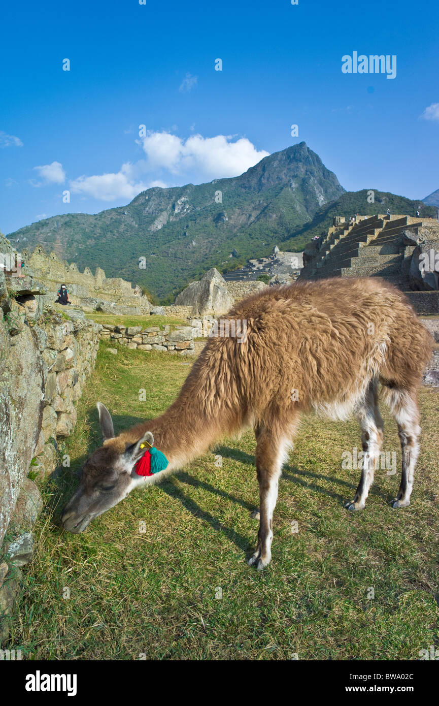 Llama grazing, Machu Picchu, Peru Stock Photo