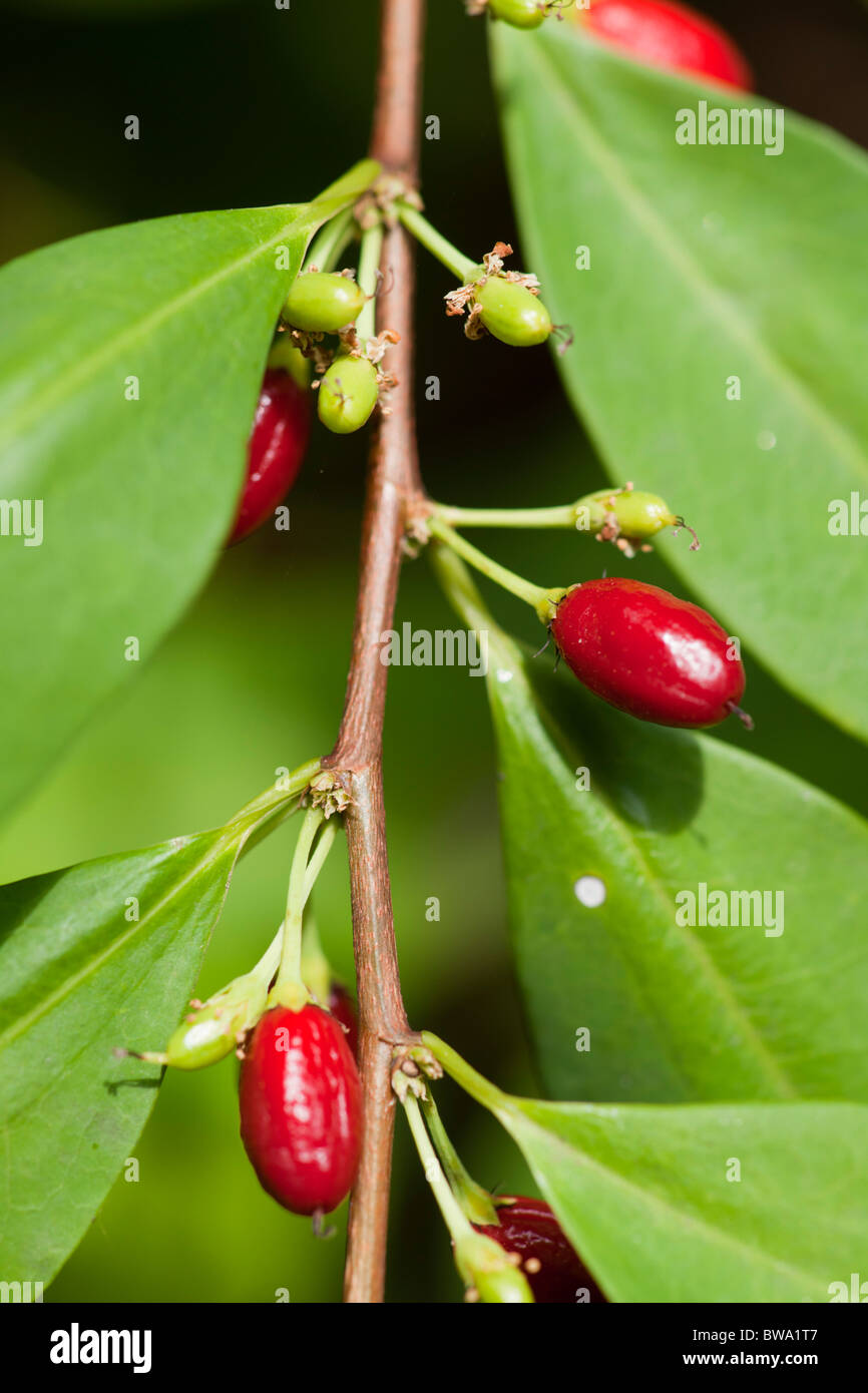 Coca plant hires stock photography and images Alamy