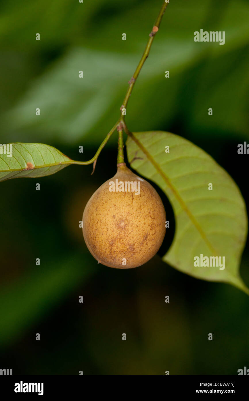 Nutmeg and mace growing in a spice garden, Sri Lanka Stock Photo Alamy