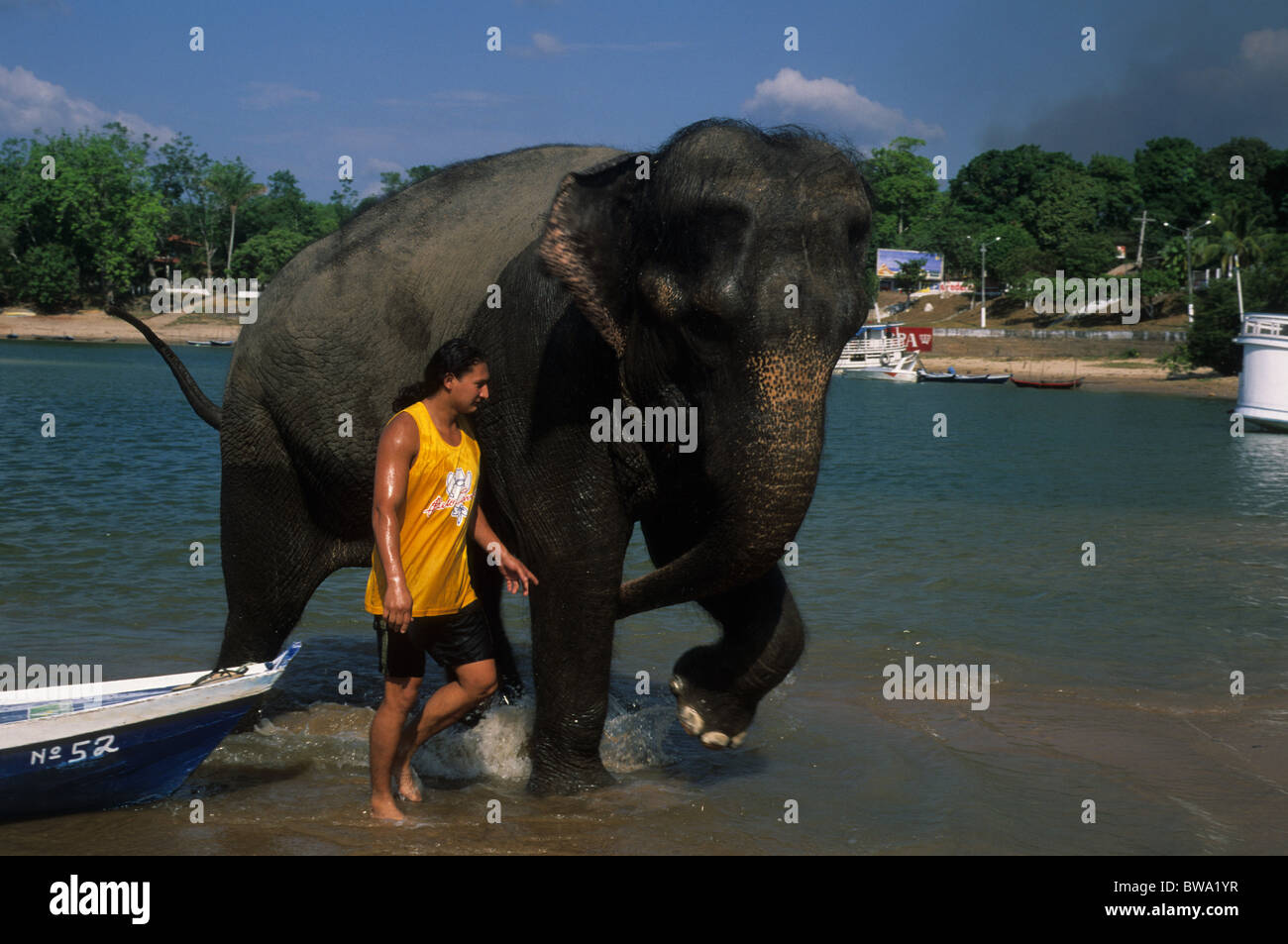 Circus elephant with its keeper taking a bath in the river Tapajos  ALTER DO CHAO  ( Amazon Basin )  State of Pará  BRAZIL Stock Photo