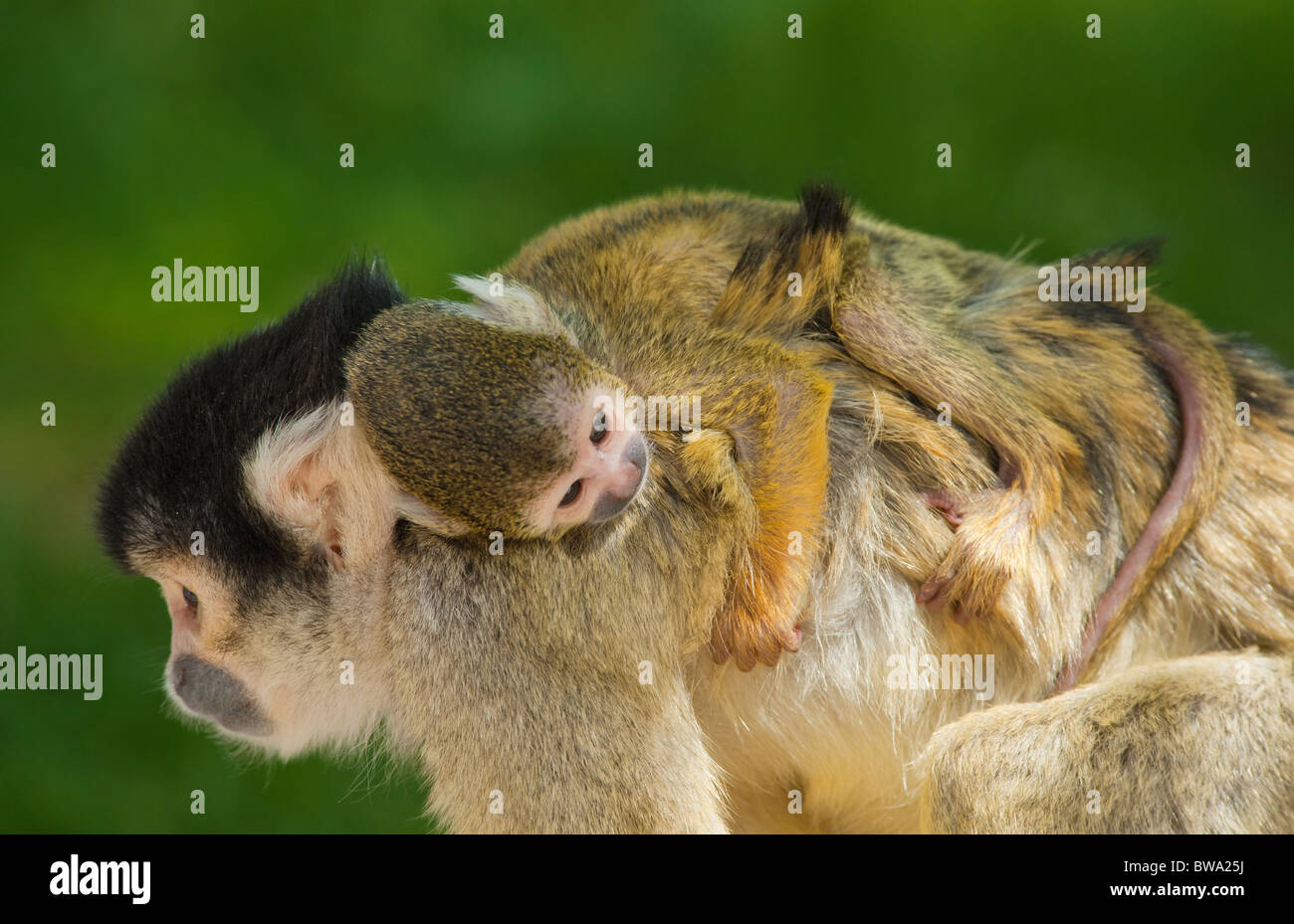 Baby Squirrel Teeth High Resolution Stock Photography And Images Alamy Baby Squirrel Teeth High Resolution Stock Photography And Images Alamy