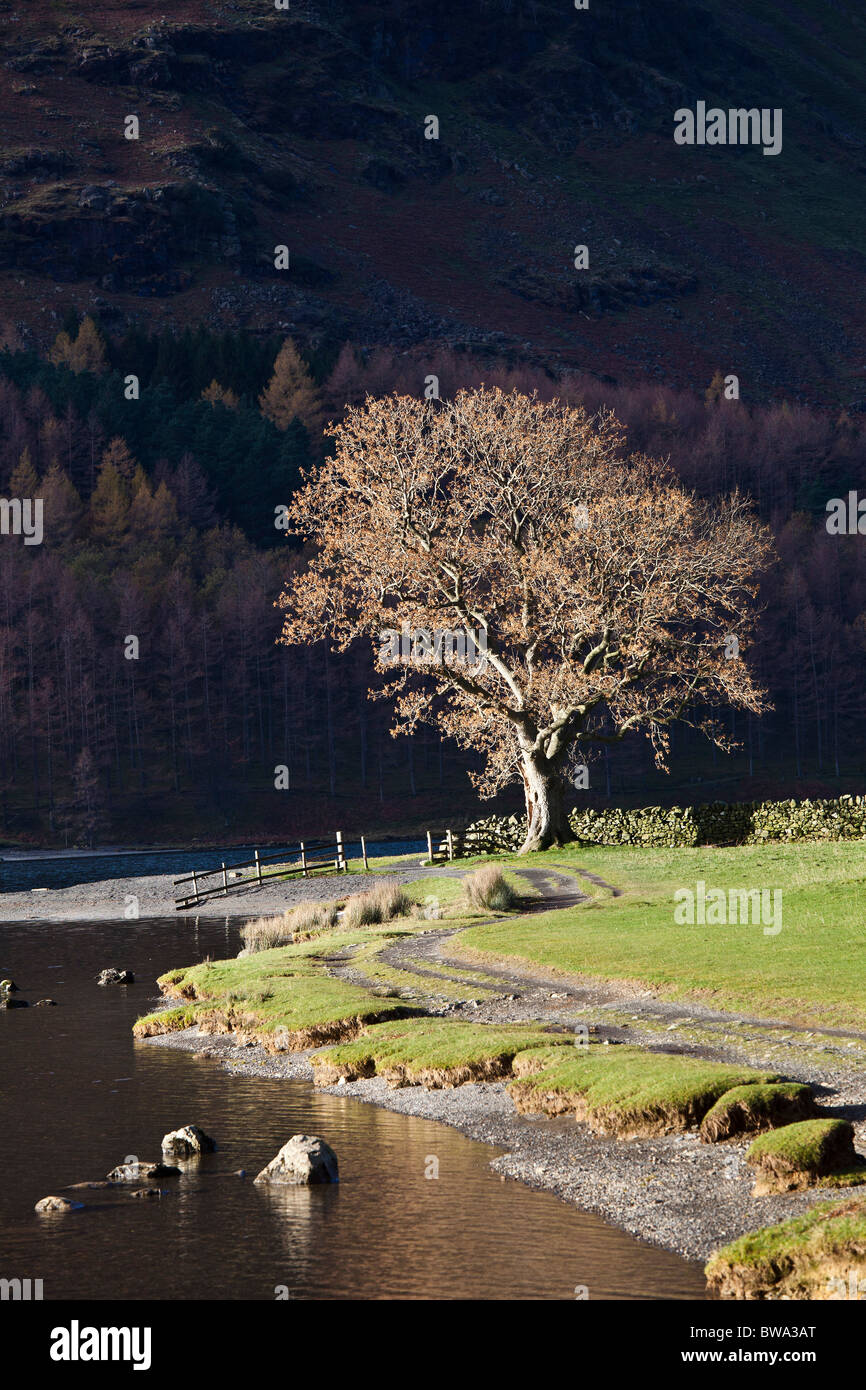Lone Ash at Buttermere, Lake District National Park Stock Photo