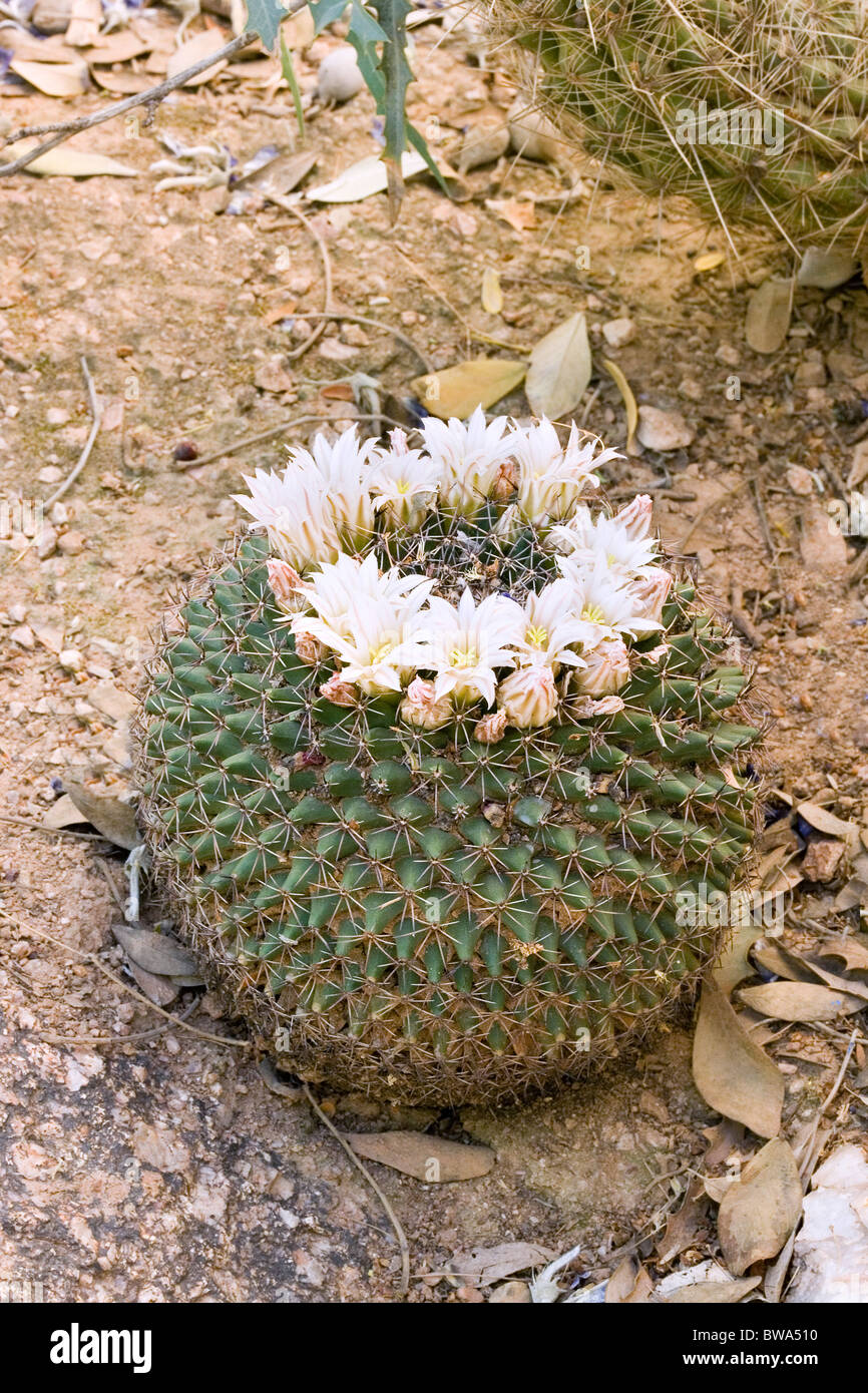 Little Pincushion cactus Stock Photo