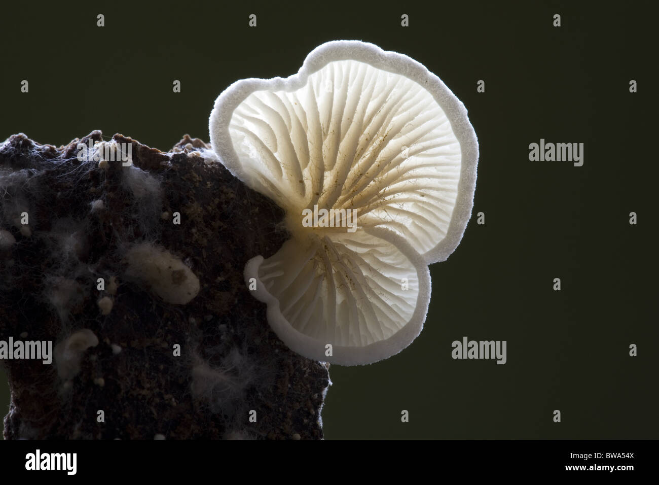 Close up of the Tiny Gilled Fungus (Crepidotus epibryus), Alblasserdam, Netherlands Stock Photo