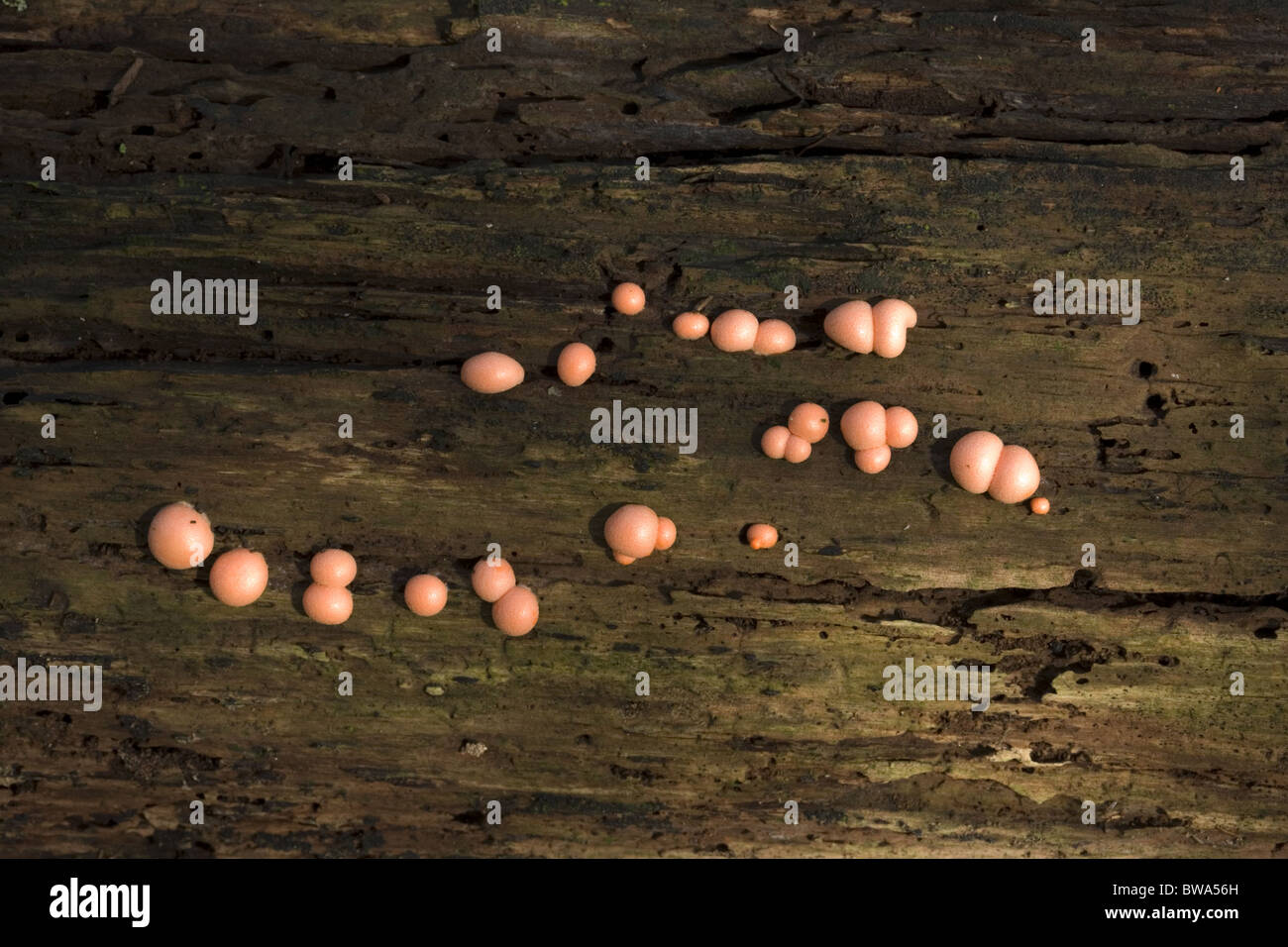 Orange stage of the plasmodial slime mould Wolf's Milk (Lycogala epidendrum) on dead wood, Alblasserdam, Netherlands Stock Photo