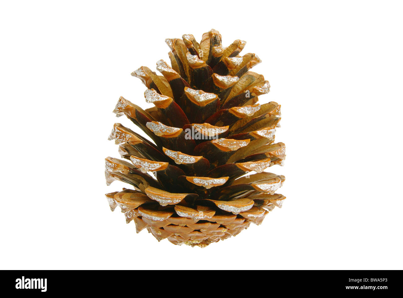 Pinienzapfen - pine cone 06 Stock Photo