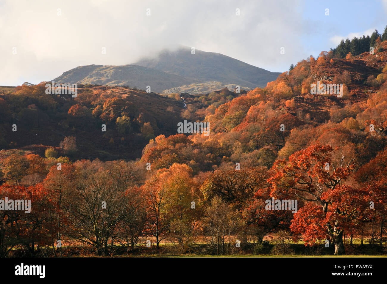 Moel Siabod mountain beyond beautiful autumn trees in Snowdonia