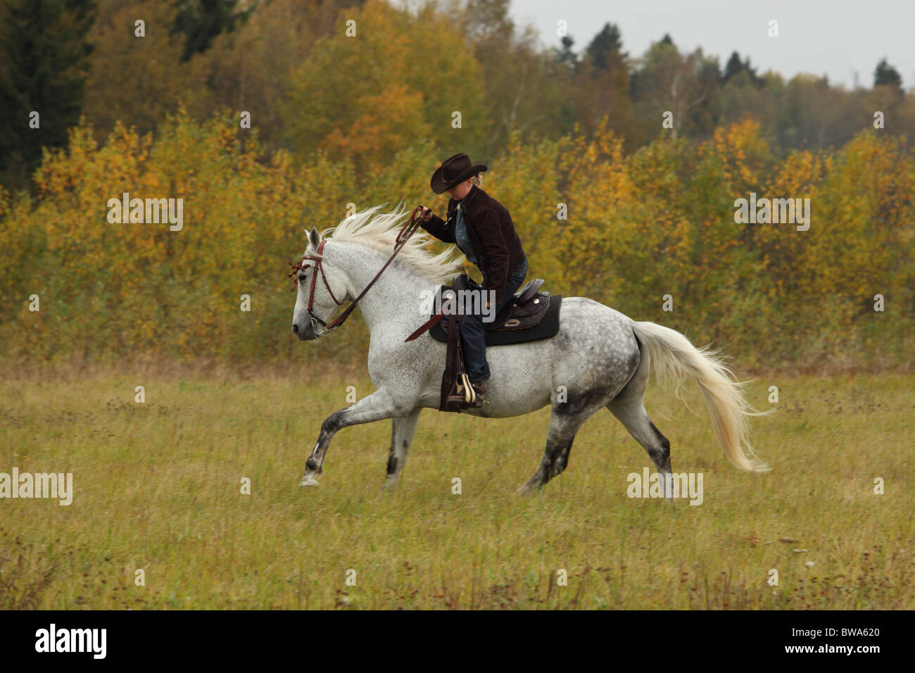 Horseback riding a trail in the afternoon daylight Stock Photo - Alamy