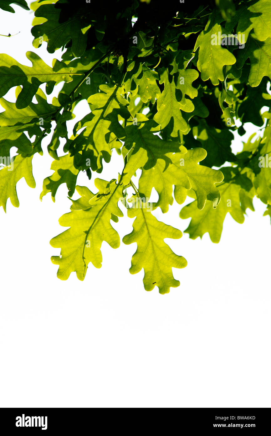 White oak leaf hi-res stock photography and images - Alamy