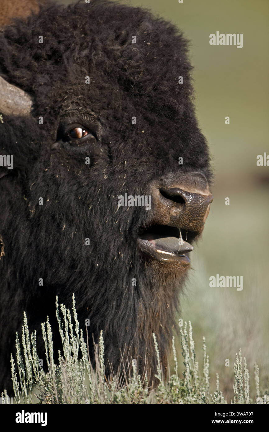 American Bison (Bison bison) Wyoming Male in rut Commonly called buffalo Stock Photo Alamy