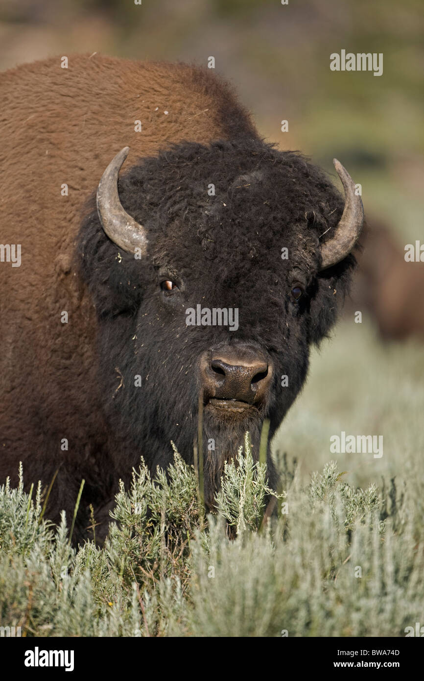 American Bison (Bison bison) Wyoming Male in rut Commonly called buffalo Stock Photo Alamy