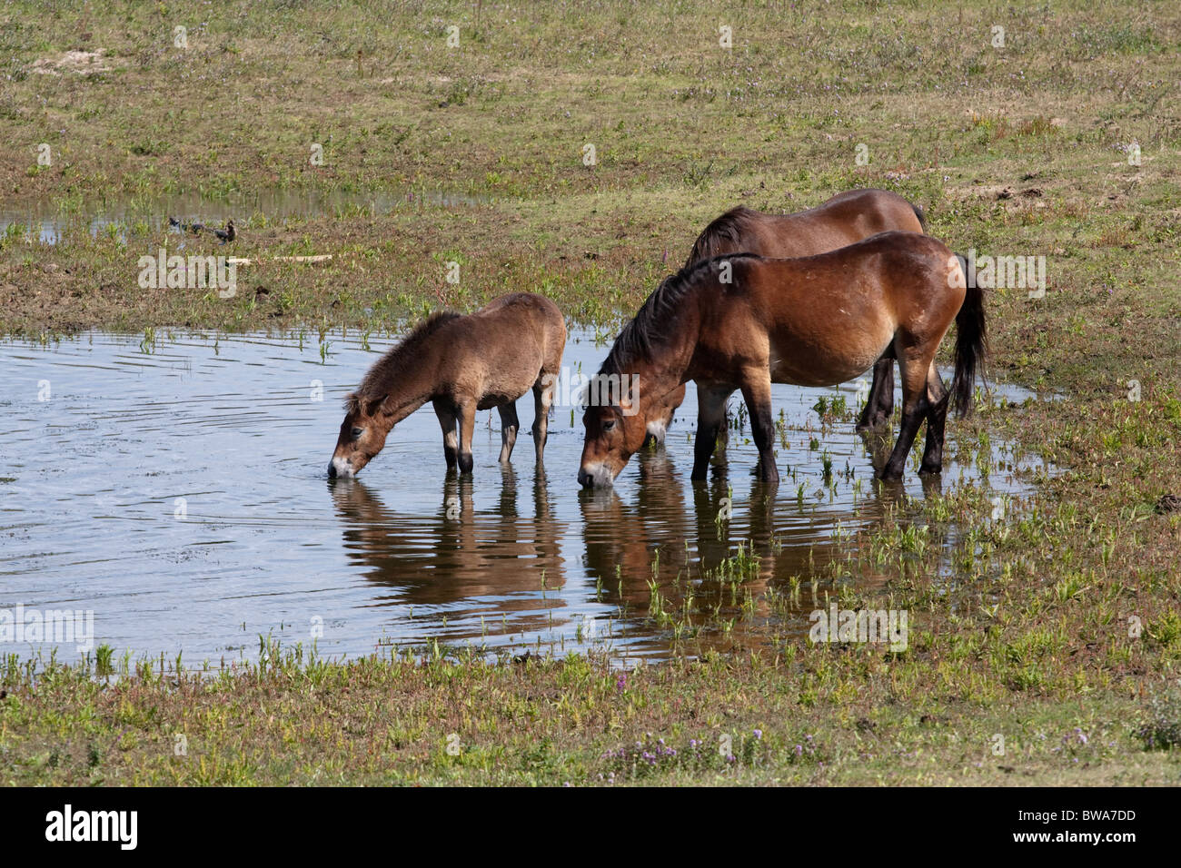 Wild Horses Drinking Water From A Pool In The Noordhollands Duinreservaat In The Netherlands Stock Photo Alamy