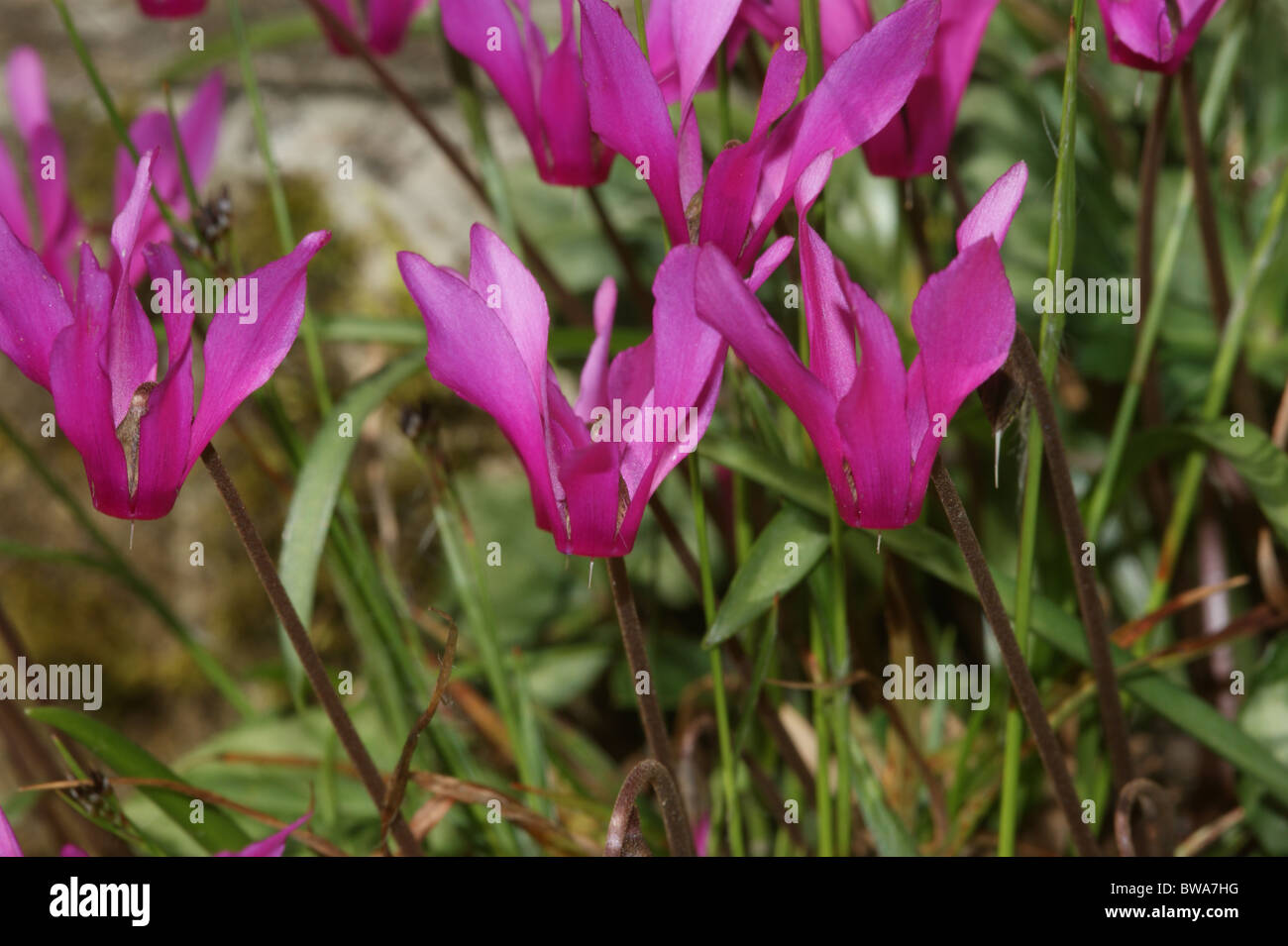 Cyclamen repandum Stock Photo Alamy