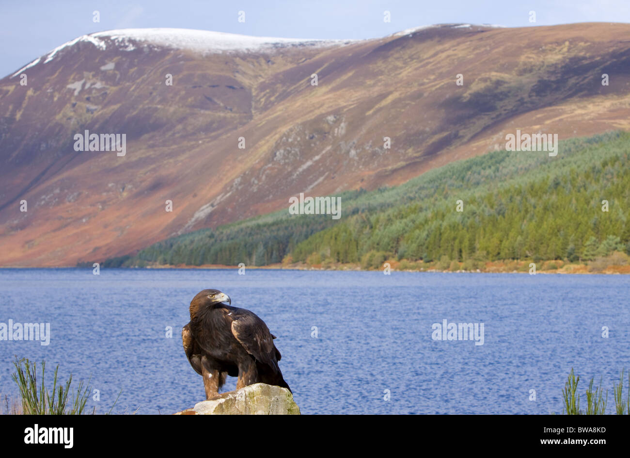 Golden eagle, Scotland Stock Photo Alamy