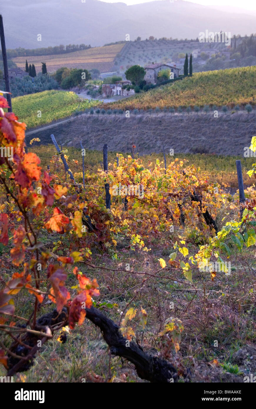 Autumn Chianti vineyards in Tuscany Italy Stock Photo