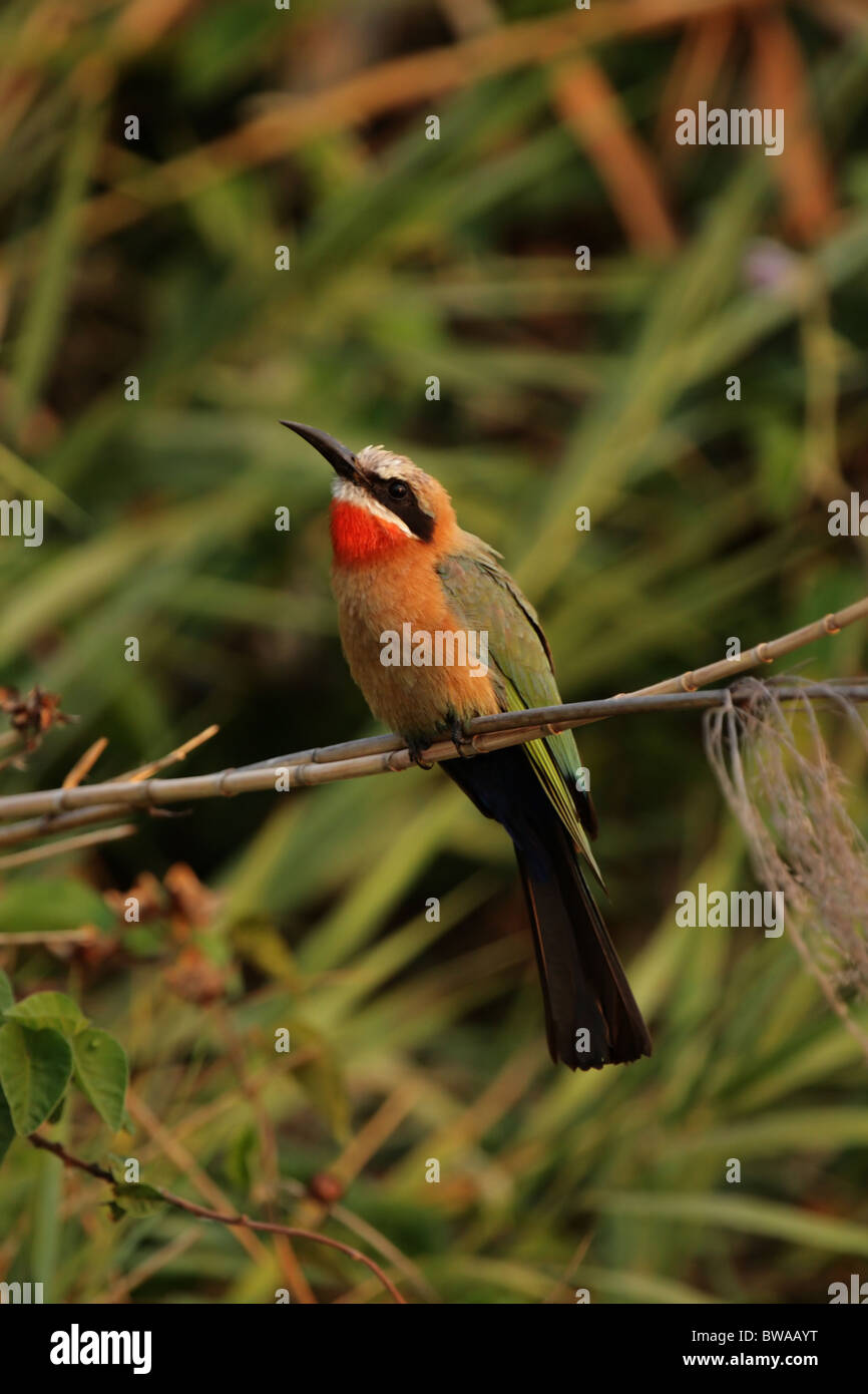 White-fronted Bee-eater (Merops bullockoides) in the Okavango Delta ...