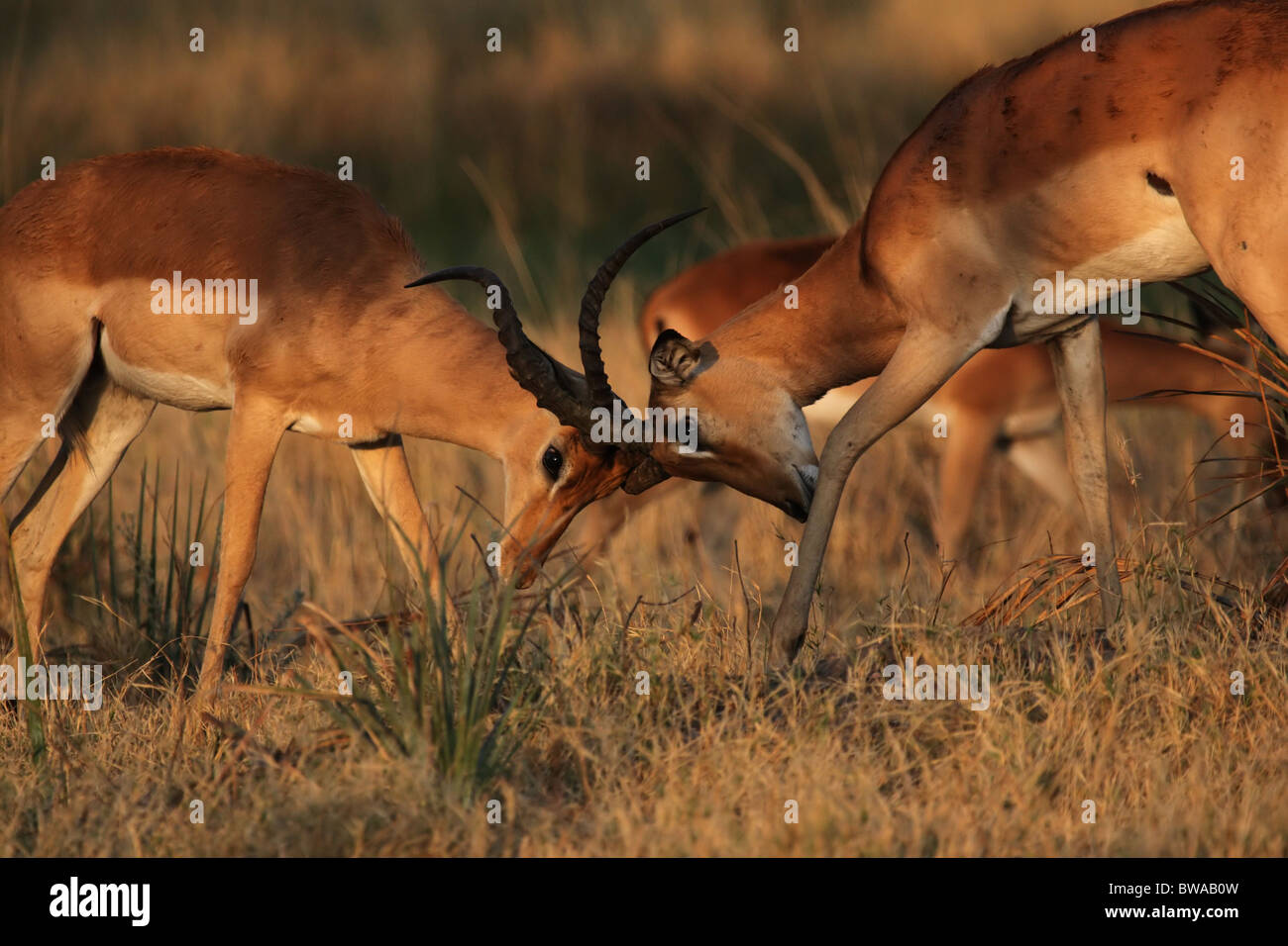 Two fighting Impalas (Aepyceros melampus) in the Okavango Delta, Botswana. Stock Photo