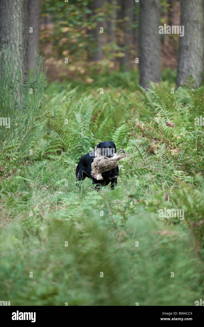 Black Working Labrador retrieving game Stock Photo - Alamy
