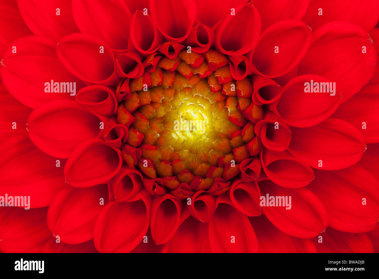 Close up photo of a red dahlia flower Stock Photo