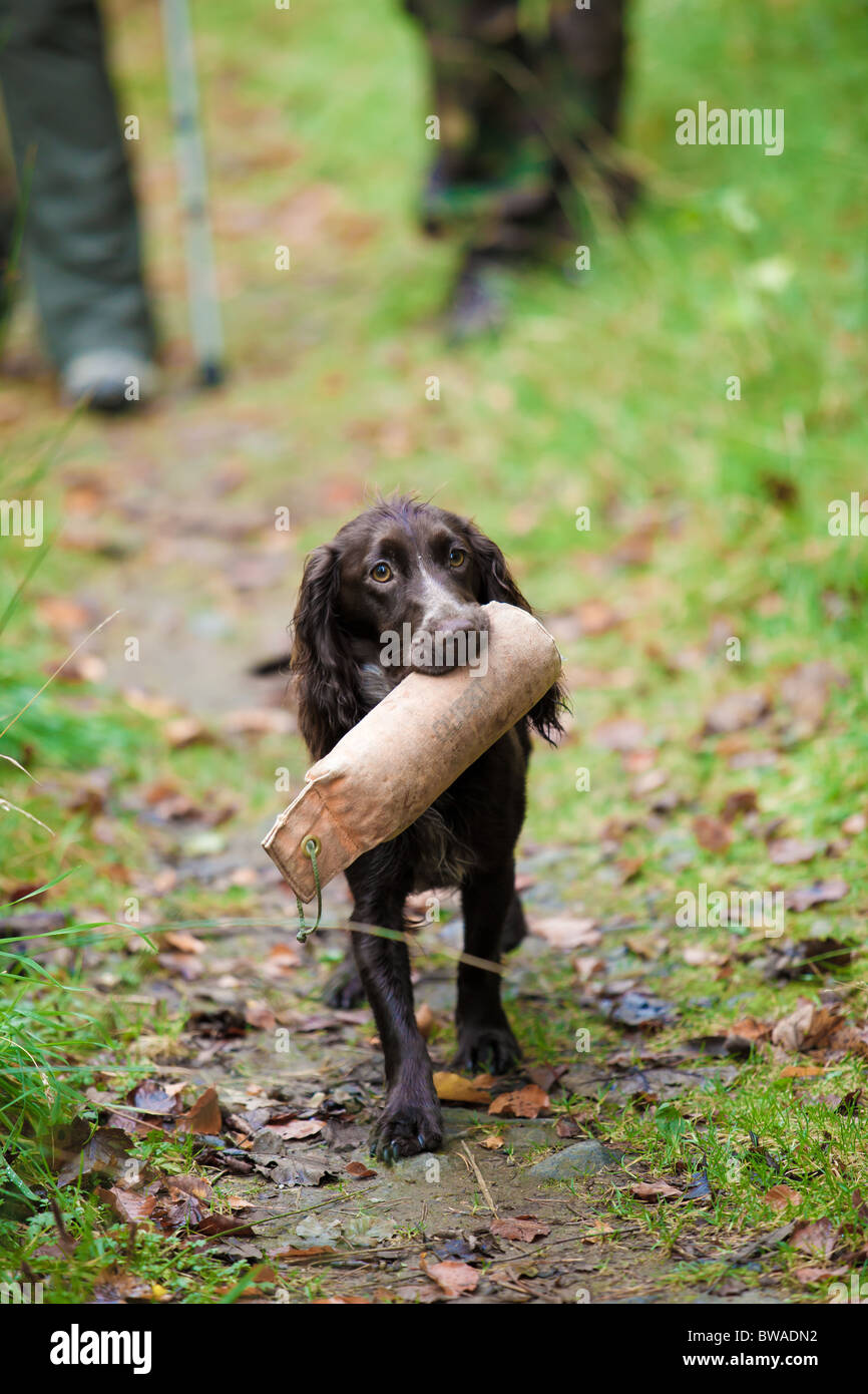 Spaniel retrieving dummy Stock Photo - Alamy
