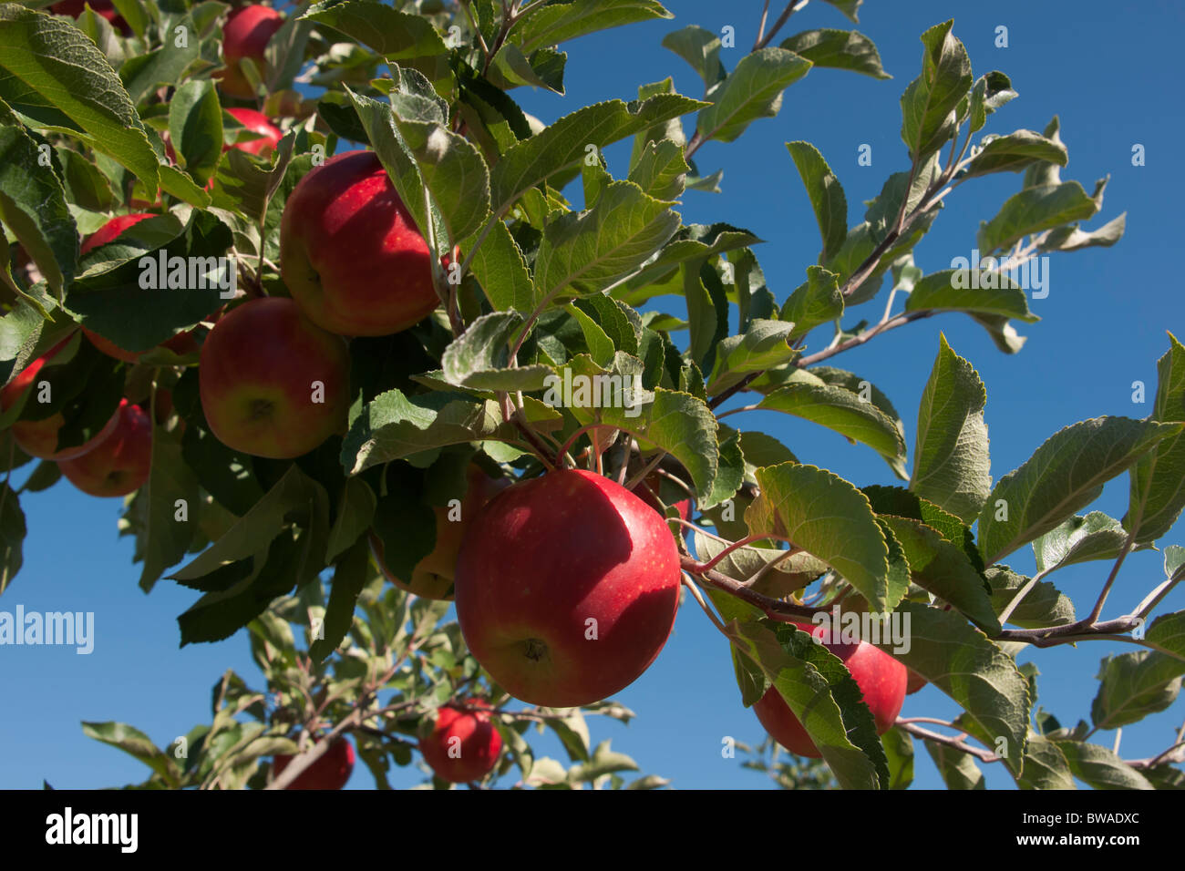 apple orchards Okanagan Canada Stock Photo Alamy