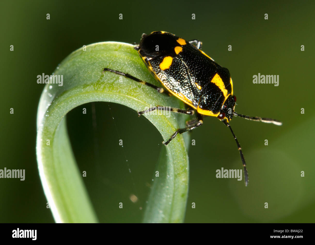 yellow and black bug identification