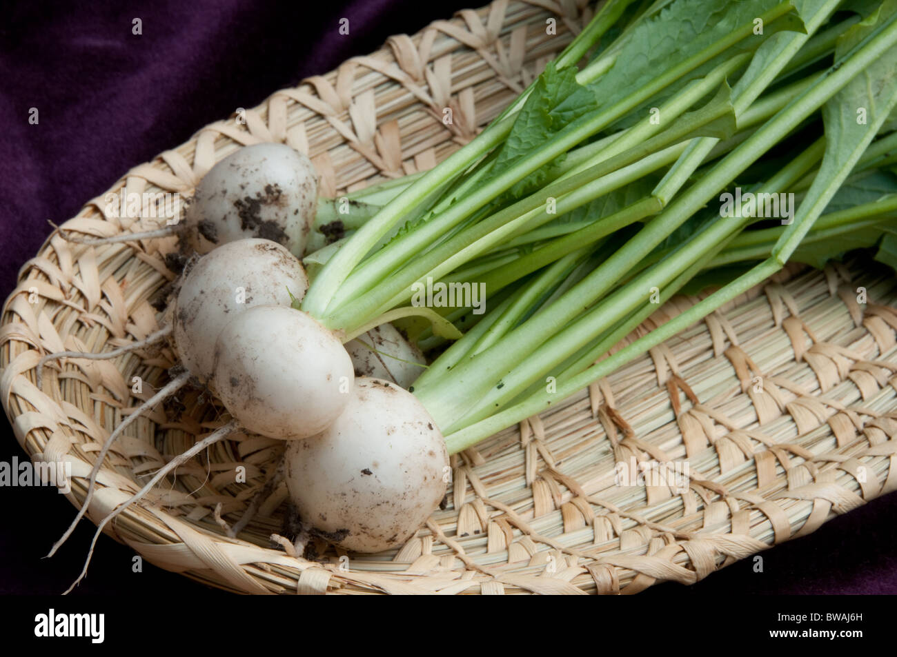 Freshly harvested turnips Stock Photo Alamy