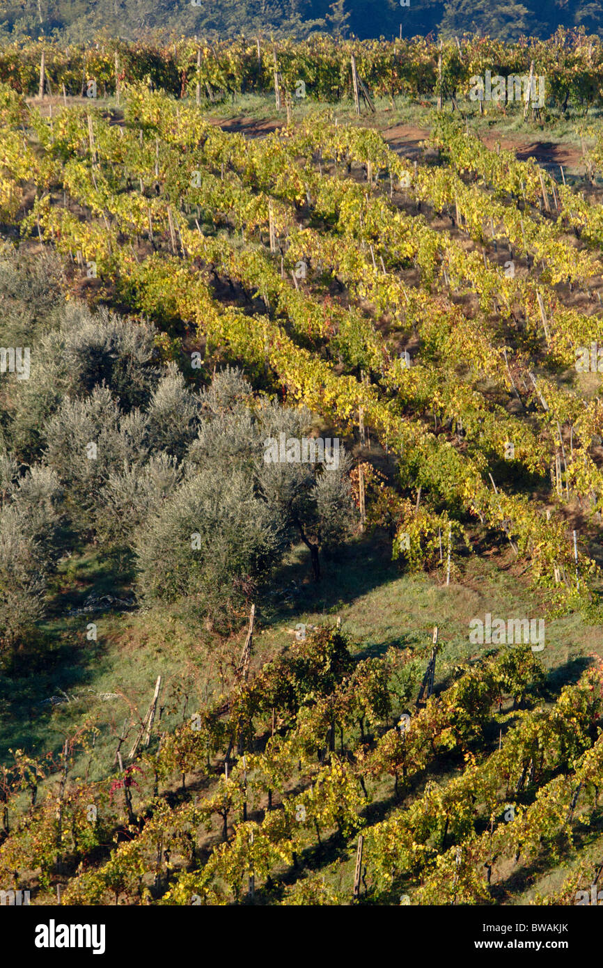 Distant view over vineyard and olive grove showing autumn colours, Tuscany, Italy Stock Photo