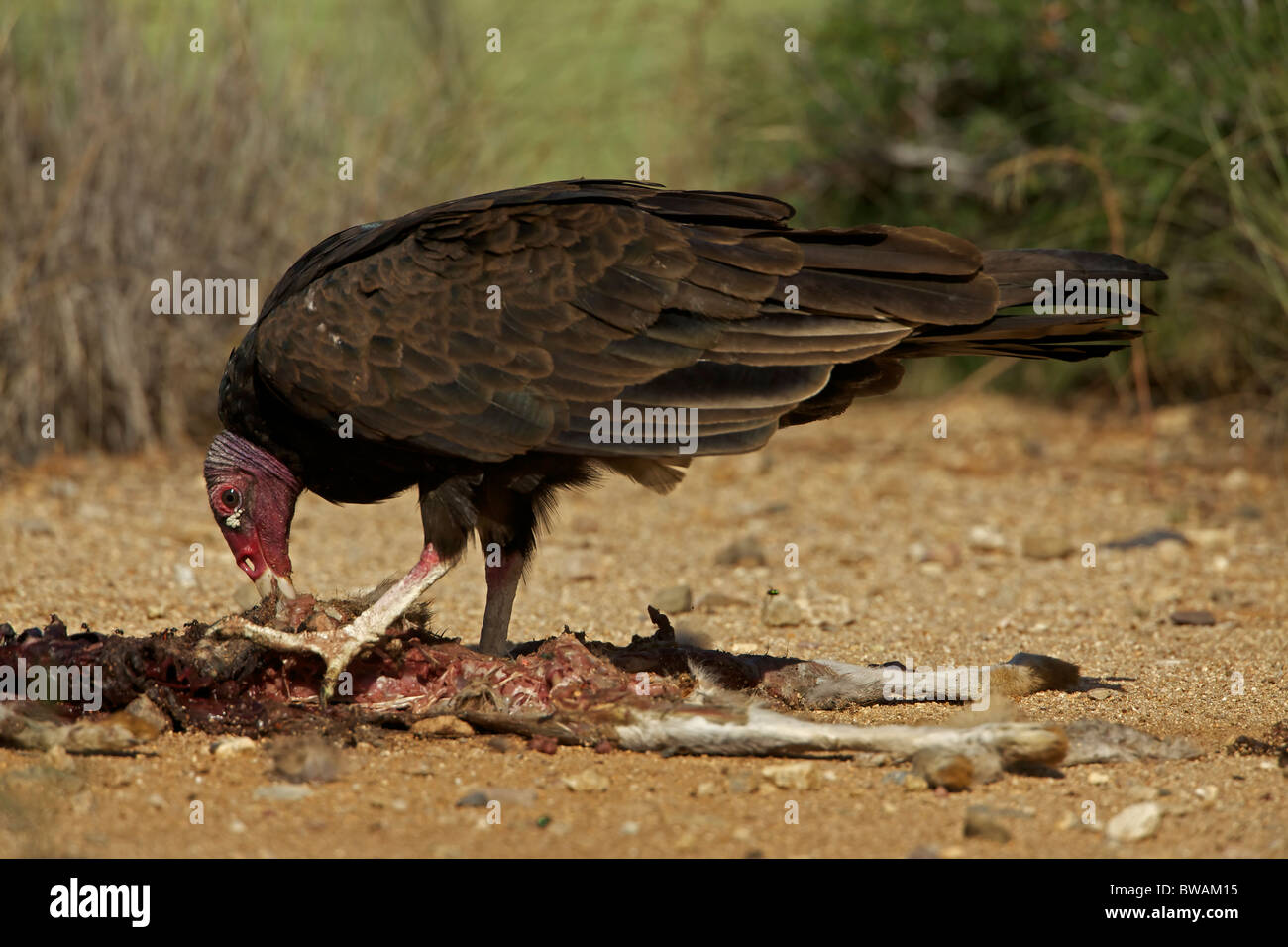 Turkey Vulture Cathartes aura) Sonoran Desert - Arizona - USA - Feeding on  jackrabbit carcass Stock Photo - Alamy