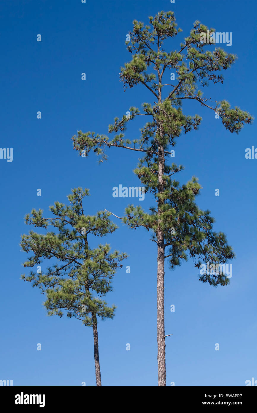 A pair of Loblolly Pine tees tower into the clear blue sky. Loblolly Pines are also known as Southern Yellow Pine trees. Stock Photo