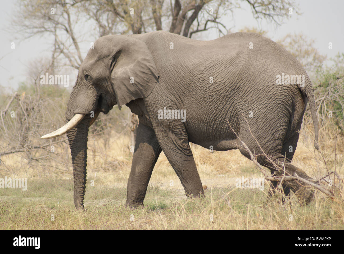 Large Elephant bull walking Stock Photo