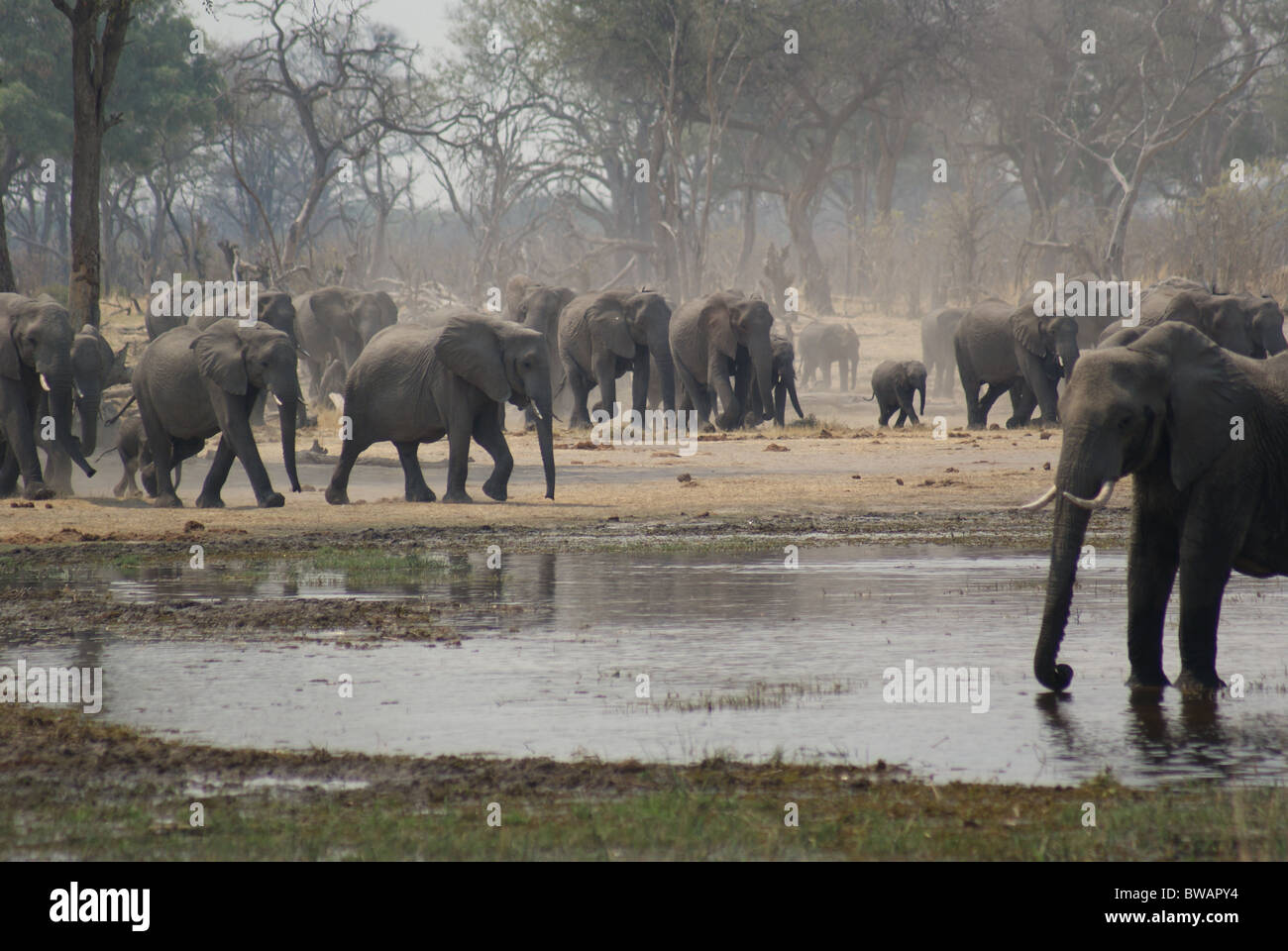 Herds of Elephant storming water in Botswana's Okavango Delta Stock Photo