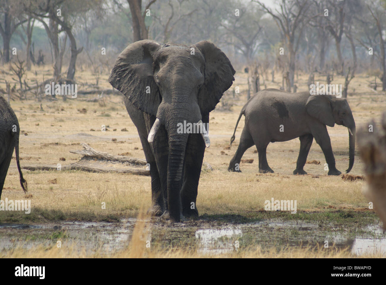 African Elephant bull in Botswana's Okavango delta drinking water Stock Photo