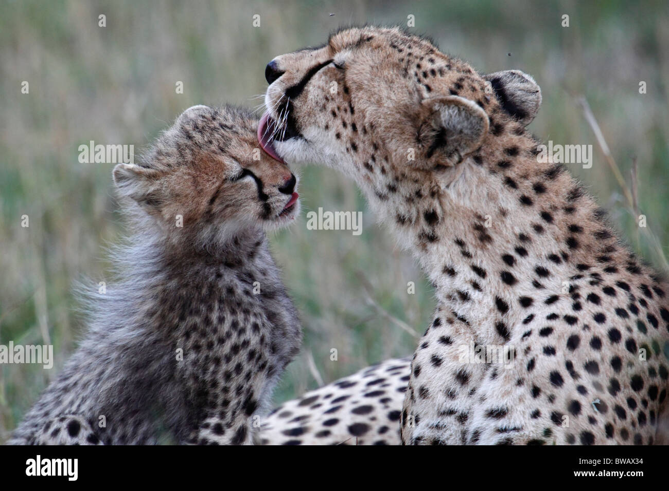 Cheetah mother with cub, Masai Mara Game Reserve, Kenya. Stock Photo
