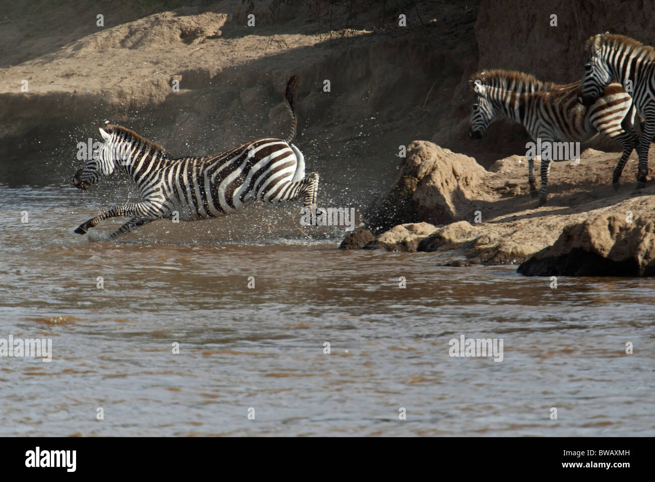 Zebra jumping into the Mara River, Masai Mara Game Reserve, Kenya Stock