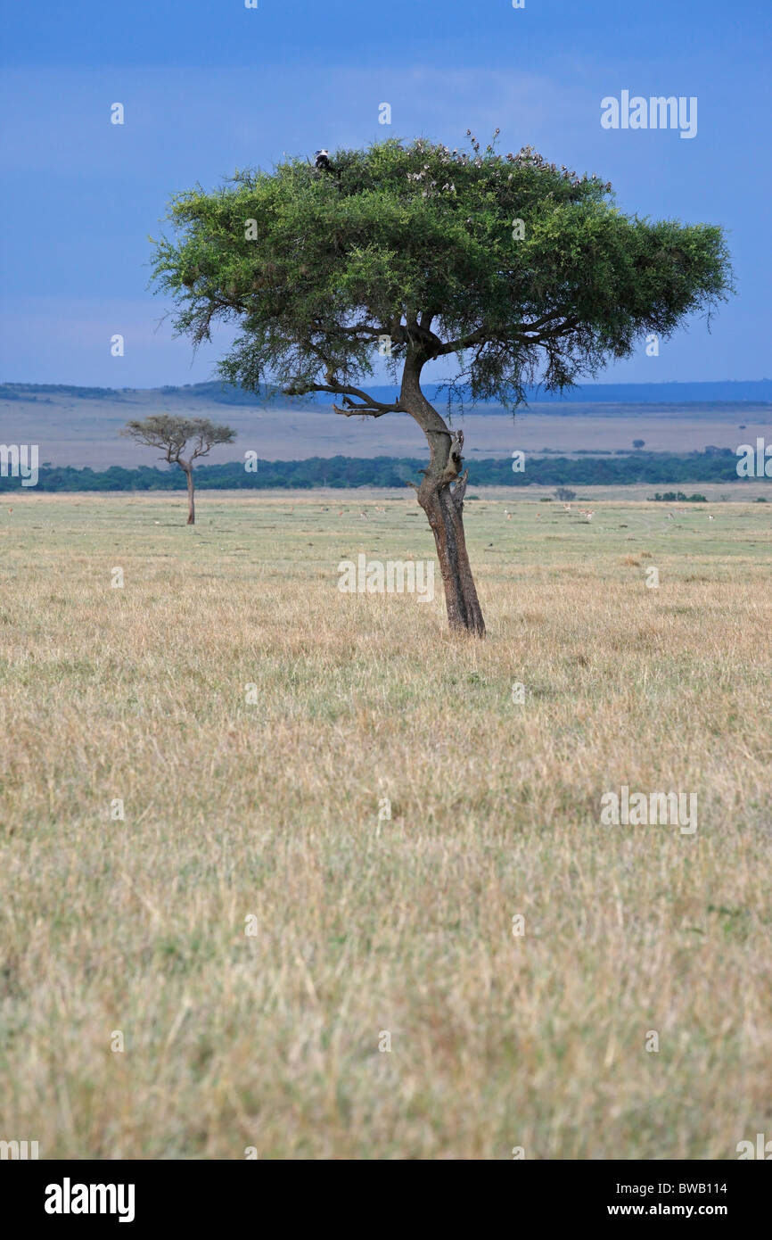 Landschaft Masai Mara, Landscape in Kenya. Trees in the Masai Mara. Stock Photo
