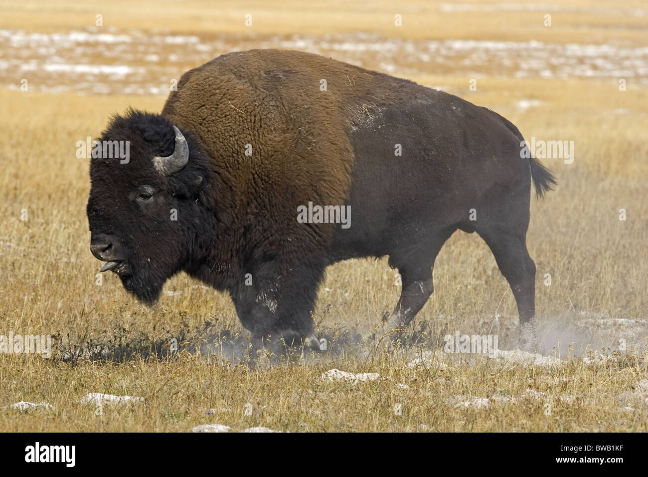 Dominant male bison kicking up dust, Yellowstone Stock Photo