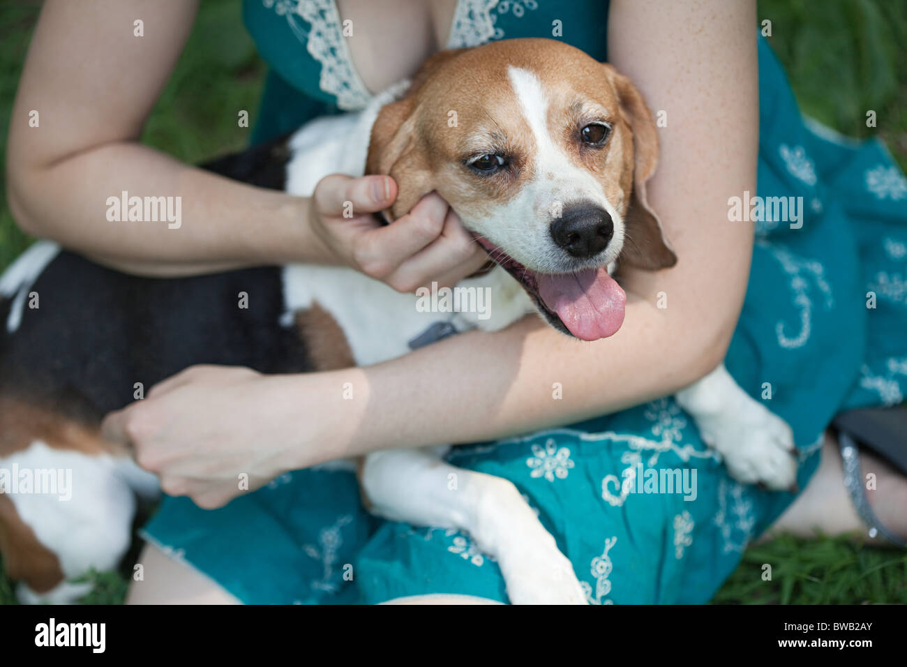 Do Beagles Make Good Lap Dogs