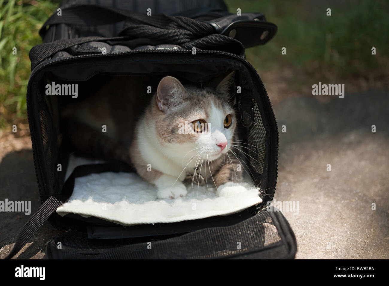 Cat in a pet carrier Stock Photo Alamy