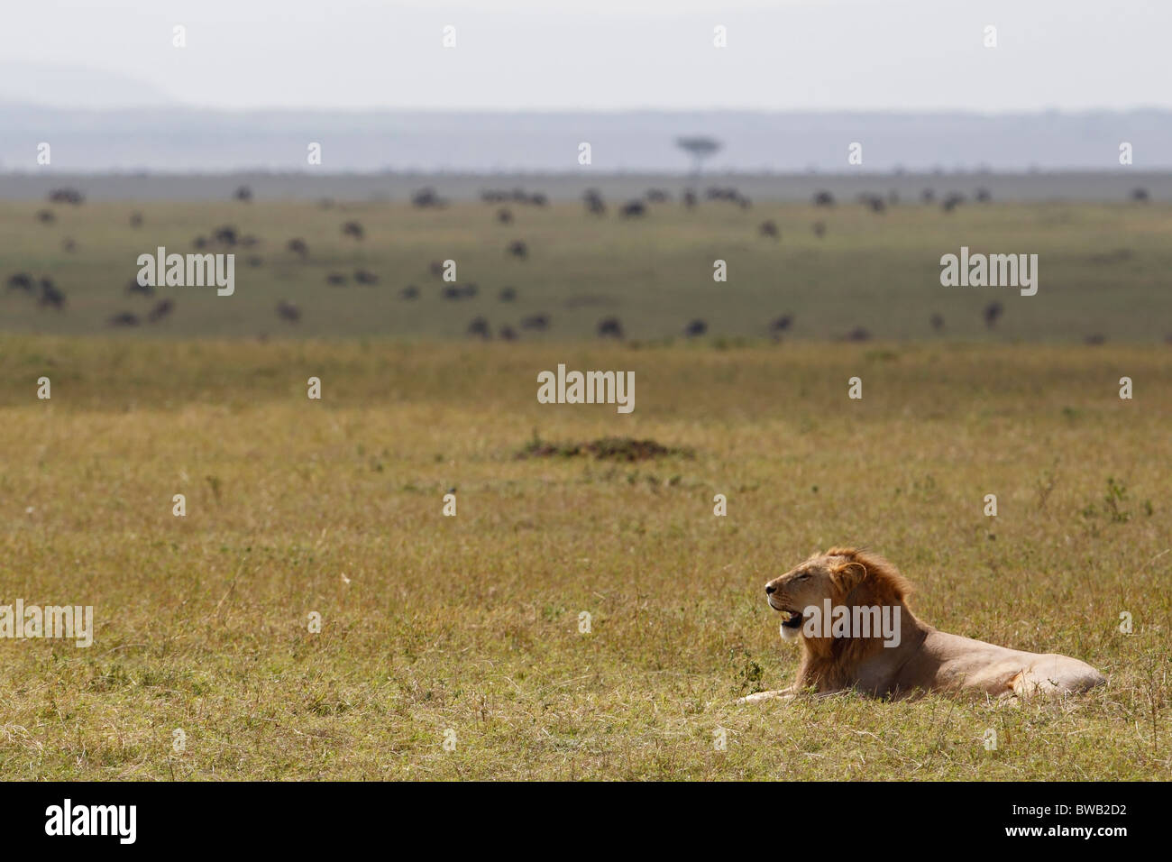 Male Masai Mara lion, Kenya. Stock Photo