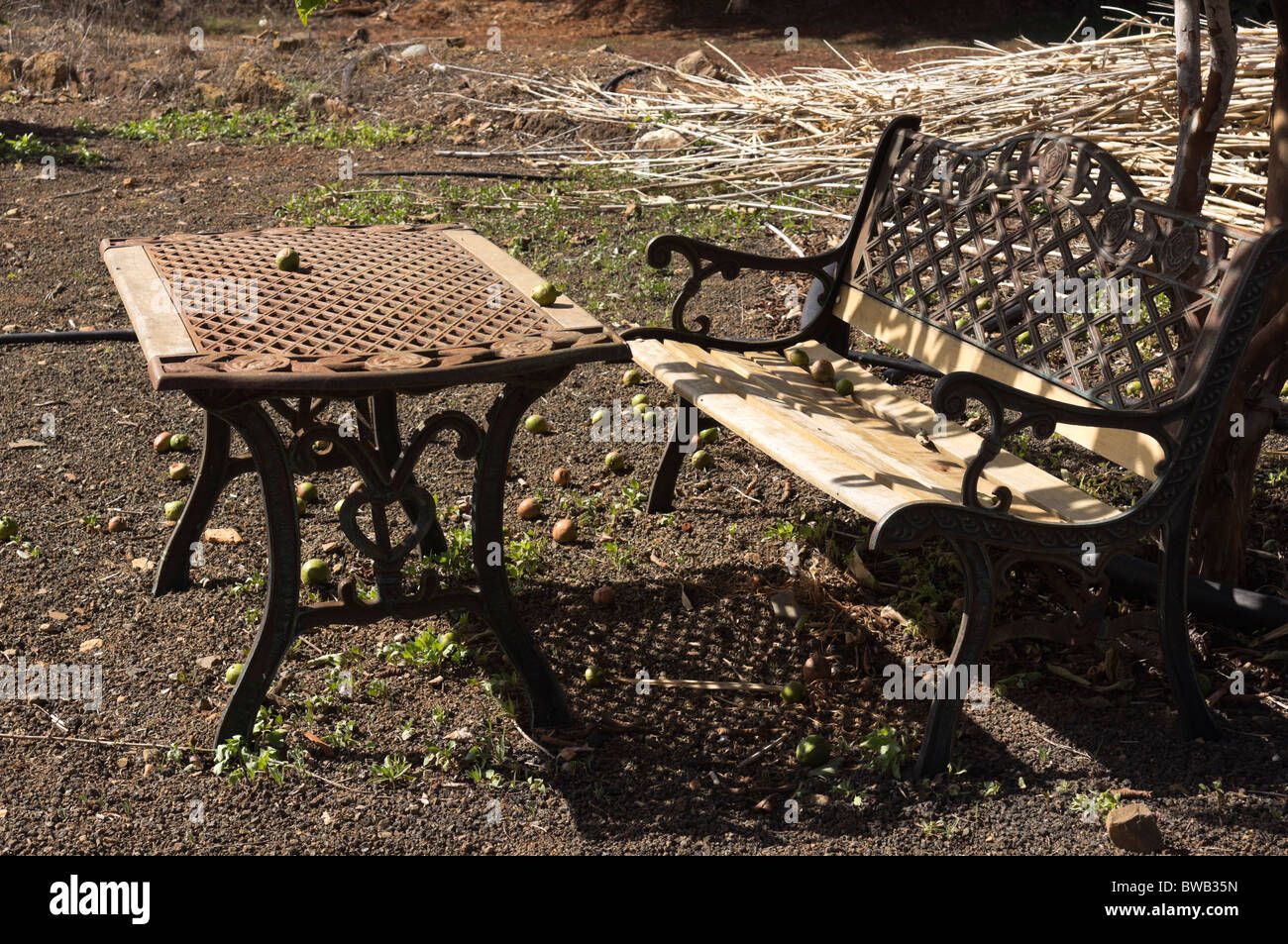 Fuerteventura, Canary Islands - fallen lemons in an orchard Stock Photo ...