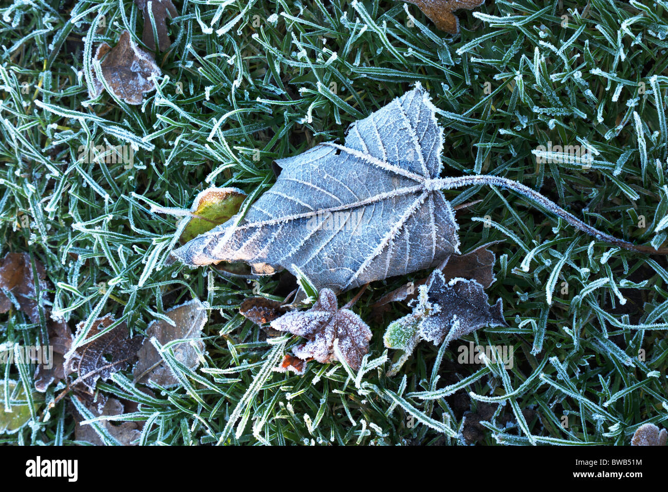 Frozen maple leaf Stock Photo - Alamy
