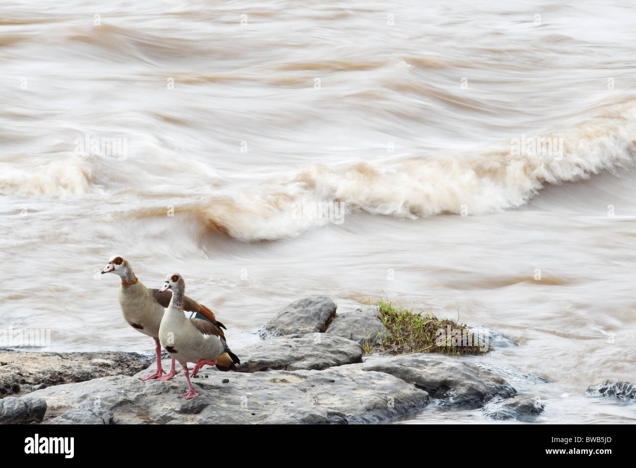 Egyptian geese at the Mara river, Kenya. Stock Photo