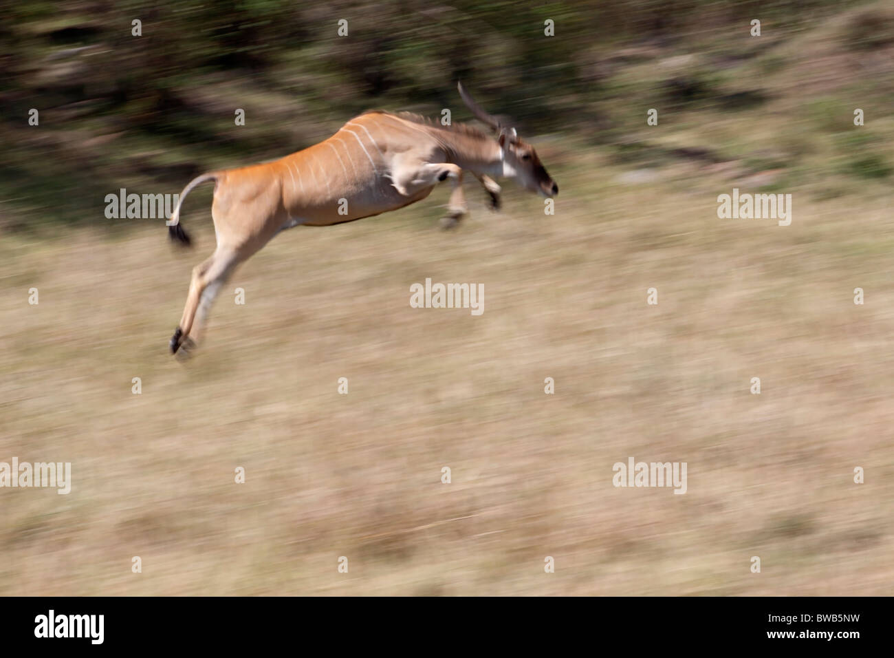 Africa, Kenya, Masai Mara. Motion blur of eland jumping through grass. Stock Photo