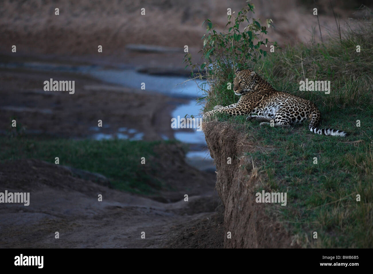 Masai Mara leopard at dawn, Kenya. Stock Photo